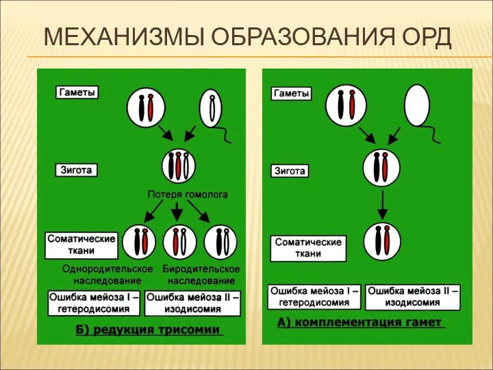 МЕХАНИЗМЫ ОБРАЗОВАНИЯ ОРД