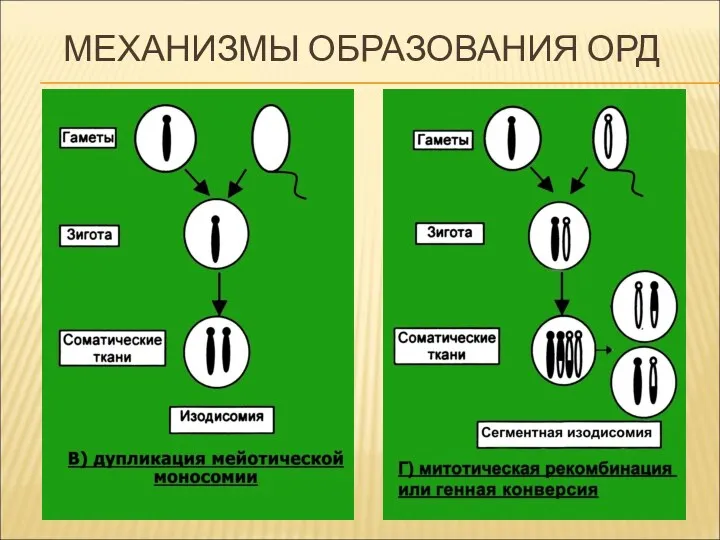 МЕХАНИЗМЫ ОБРАЗОВАНИЯ ОРД