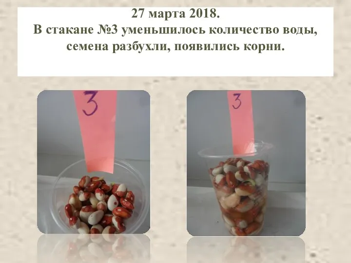 27 марта 2018. В стакане №3 уменьшилось количество воды, семена разбухли, появились корни.