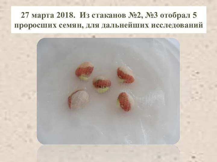 27 марта 2018. Из стаканов №2, №3 отобрал 5 проросших семян, для дальнейших исследований