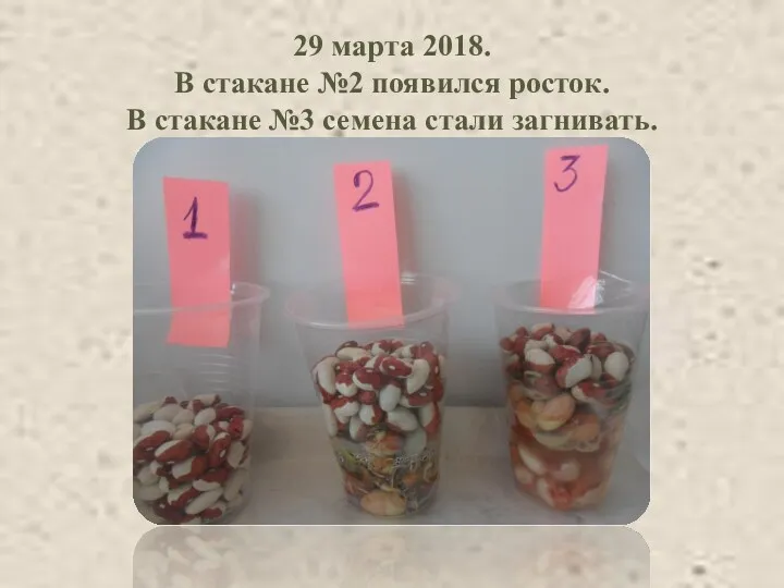 29 марта 2018. В стакане №2 появился росток. В стакане №3 семена стали загнивать.