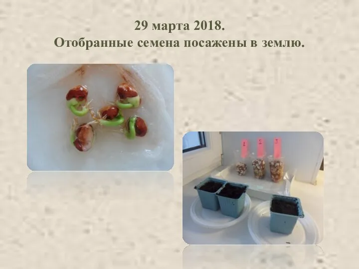 29 марта 2018. Отобранные семена посажены в землю.