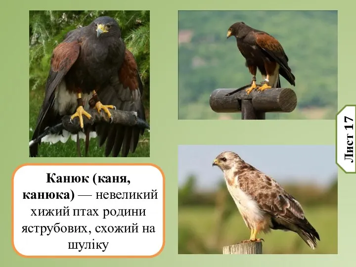 Канюк (каня, канюка) — невеликий хижий птах родини яструбових, схожий на шуліку Лист 17