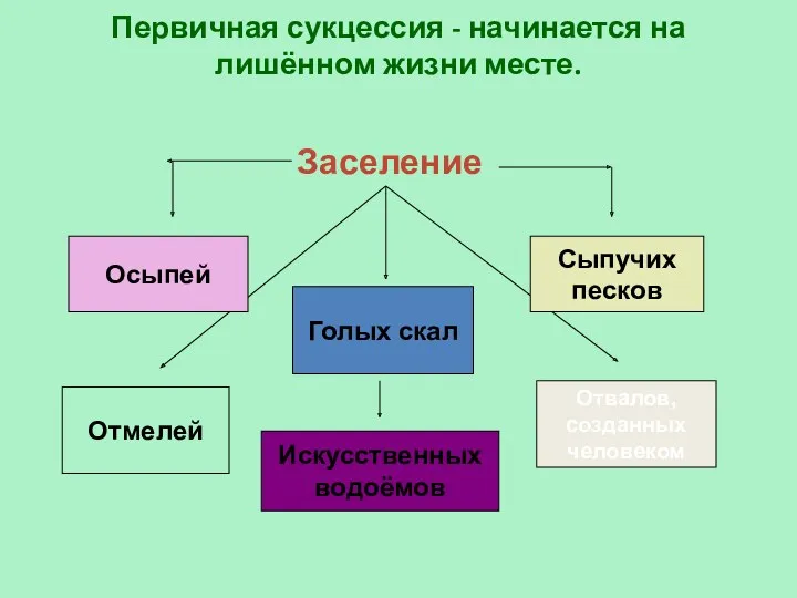 Первичная сукцессия - начинается на лишённом жизни месте. Заселение Осыпей