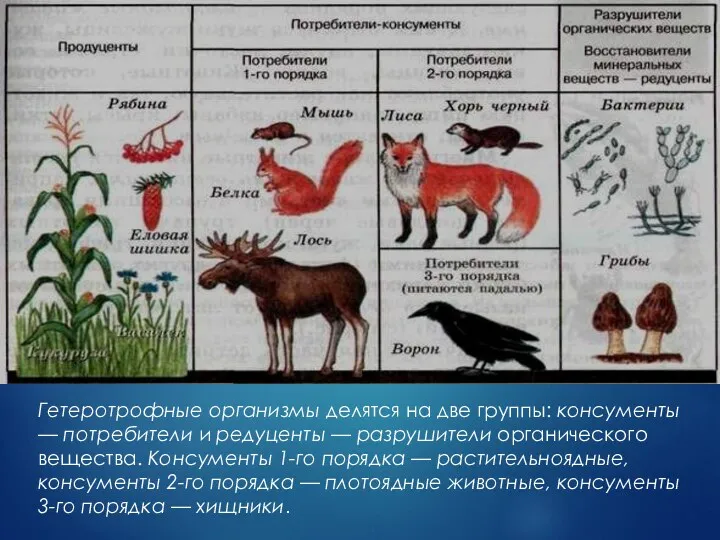 Гетеротрофные организмы делятся на две группы: консументы — потребители и редуценты — разрушители