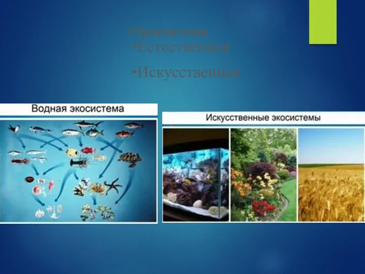 Экосистема Естественная Искусственная