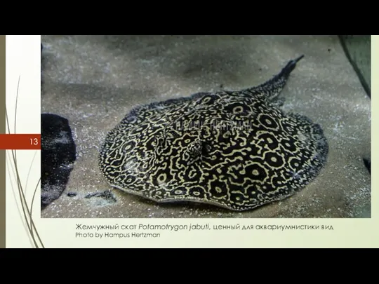 Жемчужный скат Potamotrygon jabuti, ценный для аквариумнистики вид Photo by Hampus Hertzman