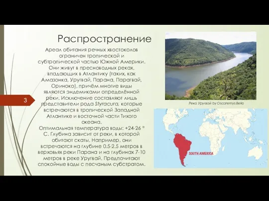 Распространение Ареал обитания речных хвостоколов ограничен тропической и субтропической частью Южной Америки. Они