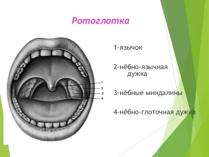 Ротоглотка 1-язычок 2-нёбно-язычная дужка 3-нёбные миндалины 4-нёбно-глоточная дужка