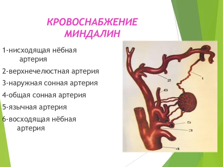 КРОВОСНАБЖЕНИЕ МИНДАЛИН 1-нисходящая нёбная артерия 2-верхнечелюстная артерия 3-наружная сонная артерия