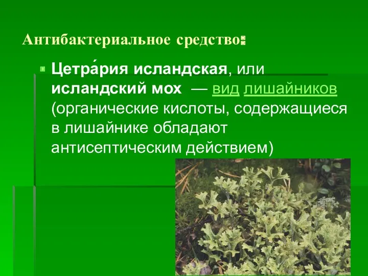 Антибактериальное средство: Цетра́рия исландская, или исландский мох — вид лишайников