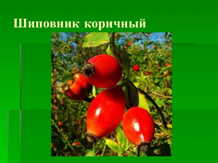 Шиповник коричный