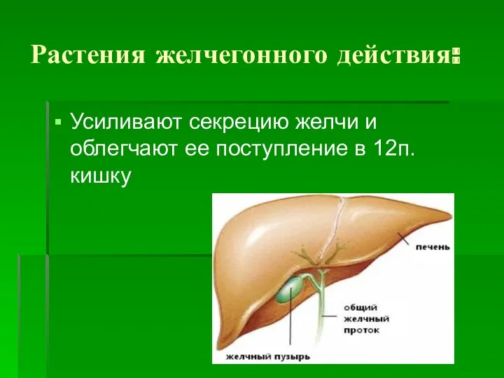 Растения желчегонного действия: Усиливают секрецию желчи и облегчают ее поступление в 12п. кишку