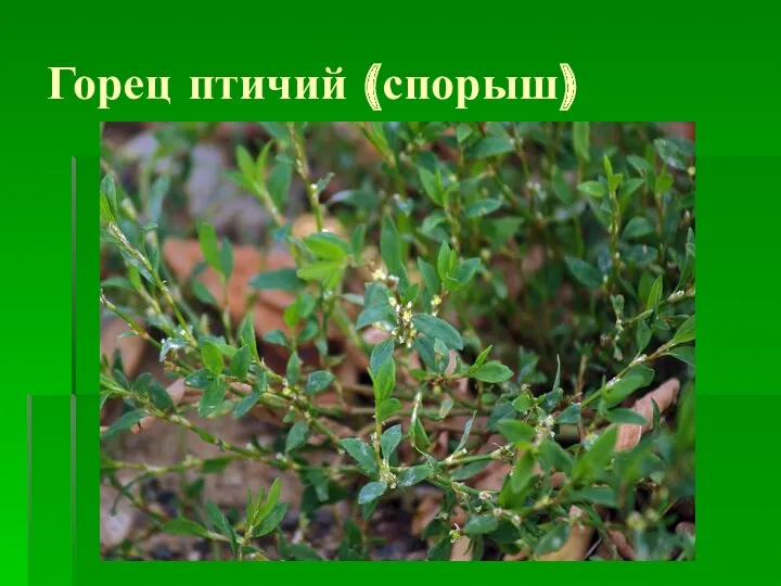 Горец птичий (спорыш)