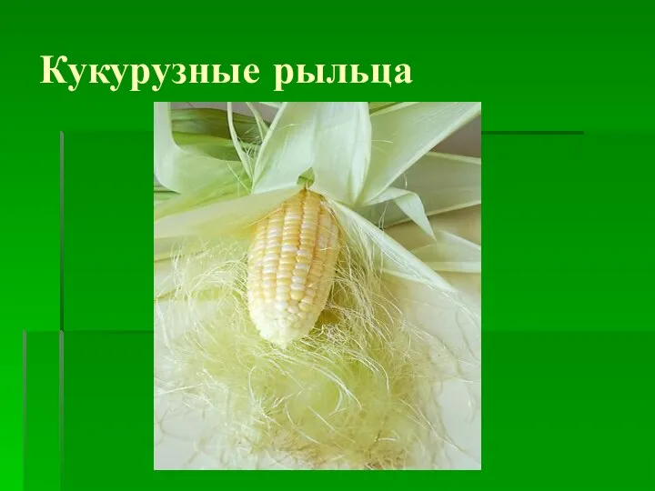 Кукурузные рыльца