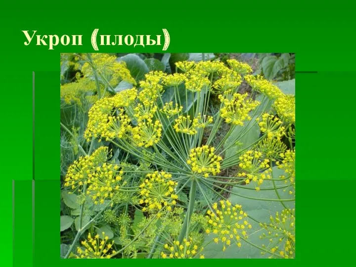 Укроп (плоды)