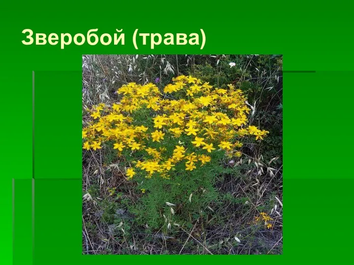 Зверобой (трава)