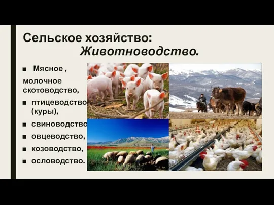 Сельское хозяйство: Животноводство. Мясное , молочное скотоводство, птицеводство (куры), свиноводство, овцеводство, козоводство, ословодство.