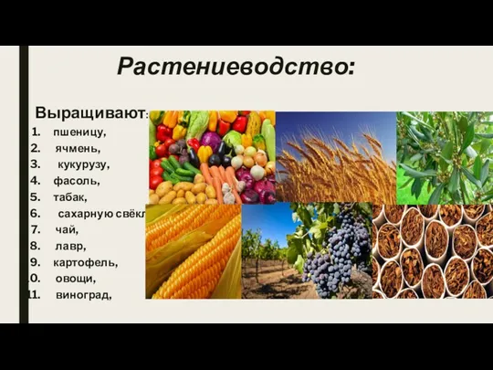 Растениеводство: Выращивают: пшеницу, ячмень, кукурузу, фасоль, табак, сахарную свёклу, чай, лавр, картофель, овощи, виноград,