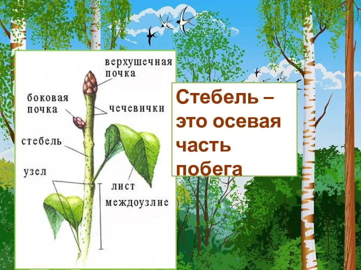 Стебель – это осевая часть побега