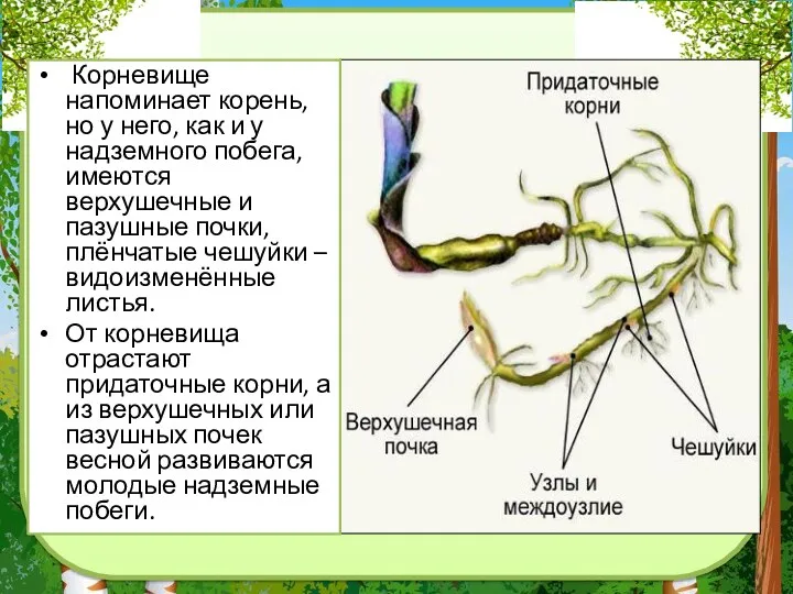 Корневище напоминает корень, но у него, как и у надземного