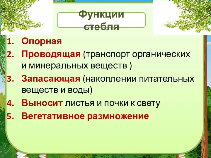 Функции стебля Опорная Проводящая (транспорт органических и минеральных веществ )