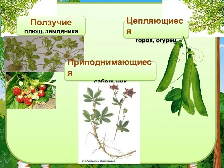 Ползучие плющ, земляника Приподнимающиеся сабельник Цепляющиеся горох, огурец