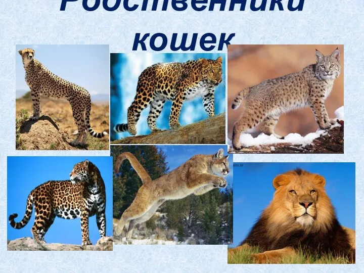 Родственники кошек