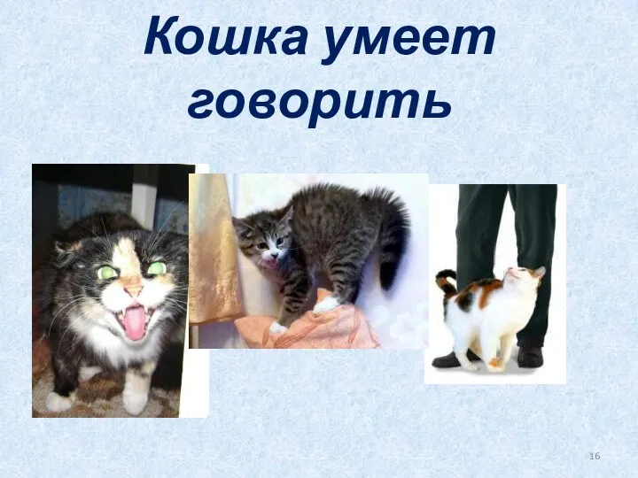 Кошка умеет говорить