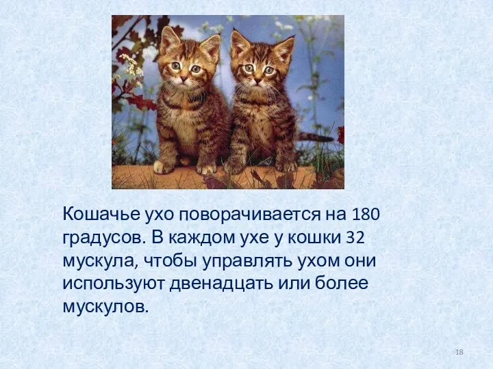 Кошачье ухо поворачивается на 180 градусов. В каждом ухе у