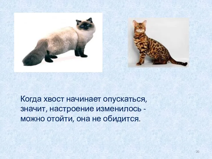 Когда хвост начинает опускаться, значит, настроение изменилось - можно отойти, она не обидится.