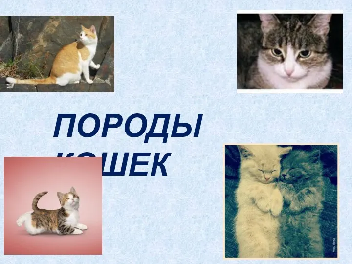 ПОРОДЫ КОШЕК