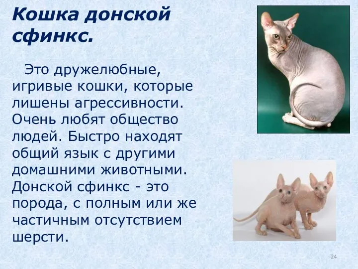 Кошка донской сфинкс. Это дружелюбные, игривые кошки, которые лишены агрессивности.