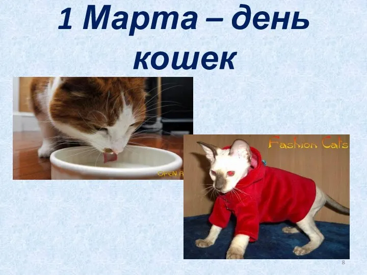 1 Марта – день кошек