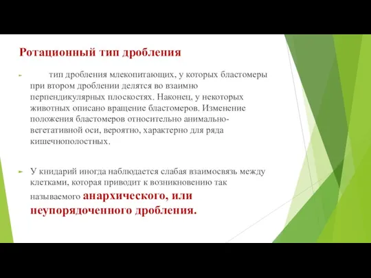 Ротационный тип дробления тип дробления млекопитающих, у которых бластомеры при