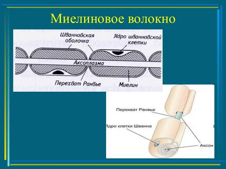 Миелиновое волокно