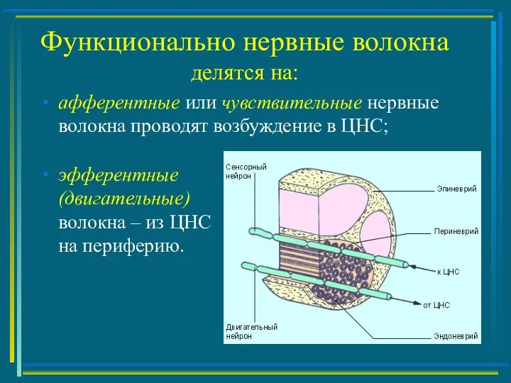 Функционально нервные волокна делятся на: эфферентные (двигательные) волокна – из