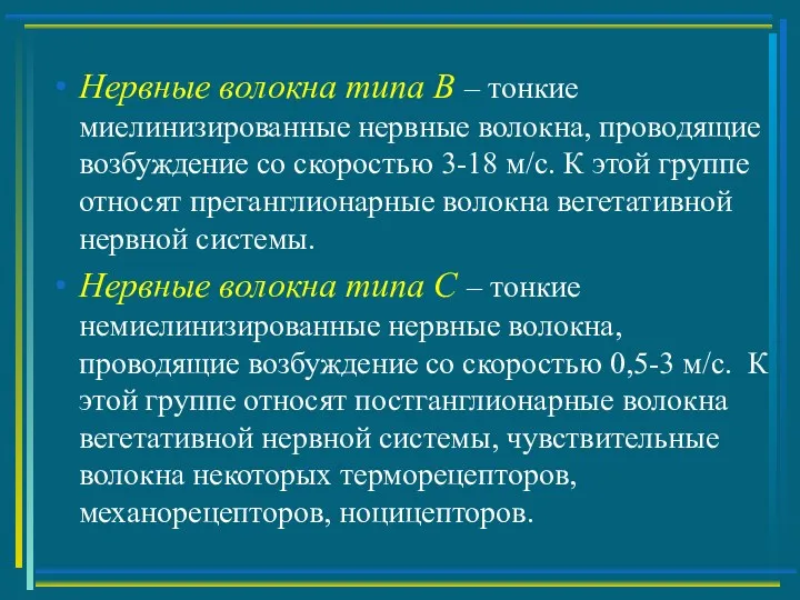 Нервные волокна типа В – тонкие миелинизированные нервные волокна, проводящие