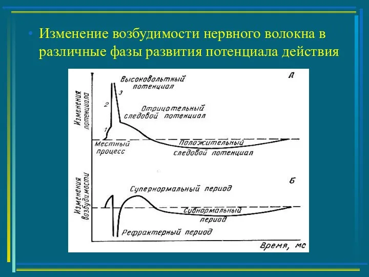 Изменение возбудимости нервного волокна в различные фазы развития потенциала действия