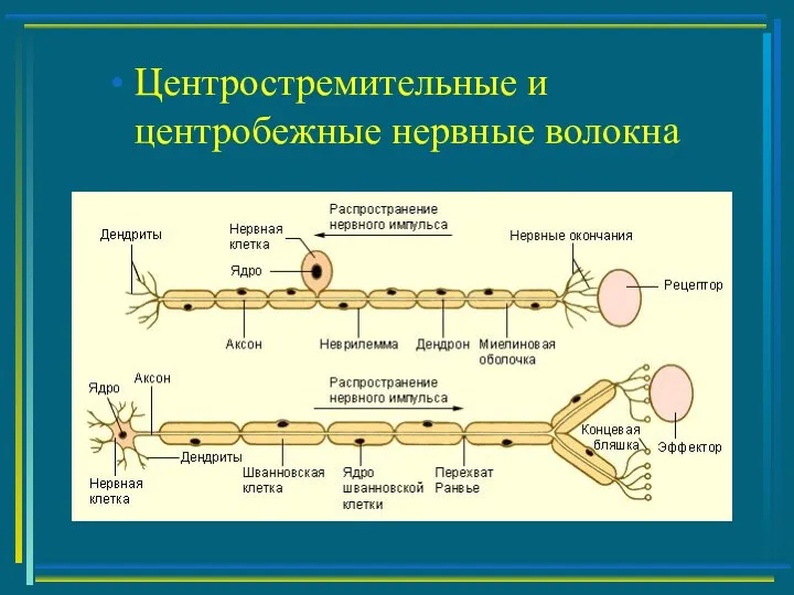 Центростремительные и центробежные нервные волокна