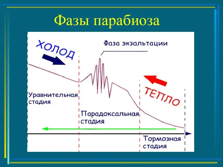 Фазы парабиоза