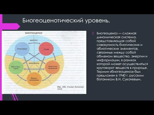 Биогеоценотический уровень. Биогеоценоз — сложная динамическая система, представляющая собой совокупность