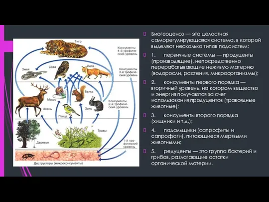 Биогеоценоз — это целостная саморегулирующаяся система, в которой выделяют несколько