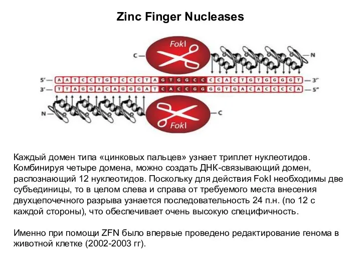 Zinc Finger Nucleases Каждый домен типа «цинковых пальцев» узнает триплет нуклеотидов. Комбинируя четыре
