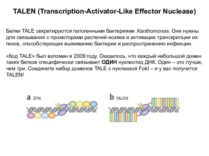 TALEN (Transcription-Activator-Like Effector Nuclease) Белки TALE секретируются патогенными бактериями Xanthomonas. Они нужны для