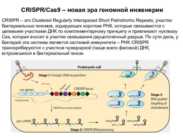 CRISPR/Cas9 – новая эра геномной инженерии CRISPR – это Clustered