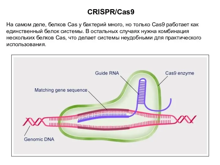CRISPR/Cas9 На самом деле, белков Cas у бактерий много, но только Cas9 работает