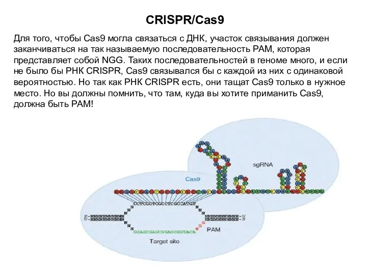 CRISPR/Cas9 Для того, чтобы Cas9 могла связаться с ДНК, участок связывания должен заканчиваться