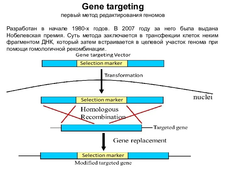 Gene targeting первый метод редактирования геномов Разработан в начале 1980-х годов. В 2007