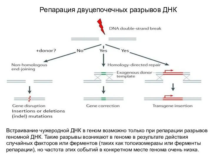 Репарация двуцепочечных разрывов ДНК Встраивание чужеродной ДНК в геном возможно только при репарации